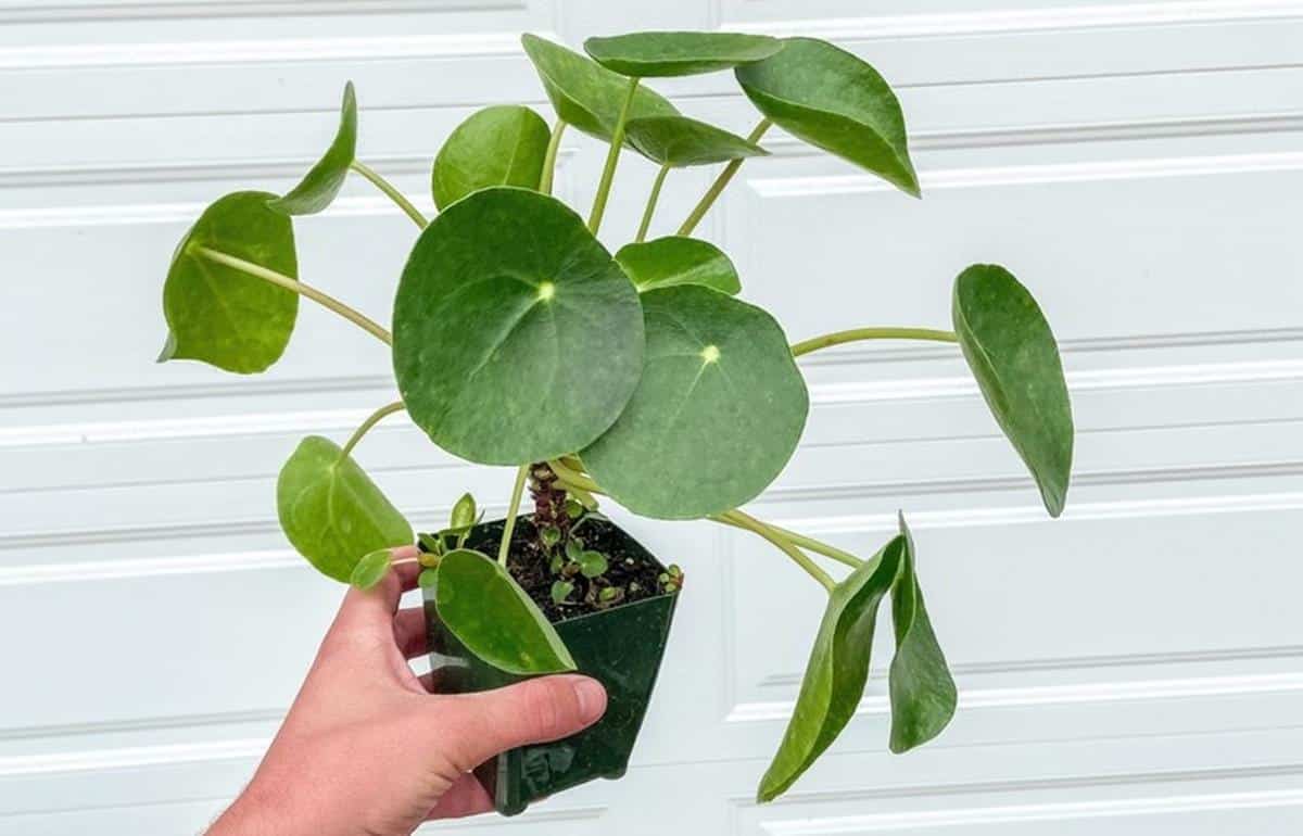 Why Are My Pilea Curling Leaves 9 Reasons You Should Know!
