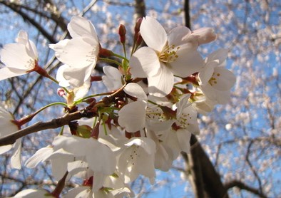 27 Flowering Trees That Grow Well in Michigan