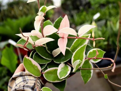 How to Plant Grow, and Care Hoya Krimson Queen