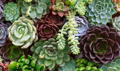 Best Types of Tall Succulents You Can Grow