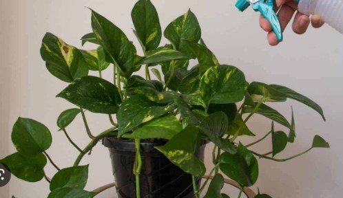 Signs and Treatment for an Overwatered Pothos