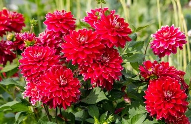 27 Beautiful Varieties Of Red Dahlia And Compressive Guide