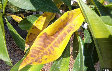 Why Are My Plumeria Leaves Turn Yellow? How To Fix it!