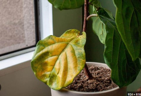 Causes of Brown Spots on Fiddle Leaf Fig