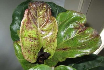 Why Your Fiddle Leaf Fig Brown Spots How to Fix Them