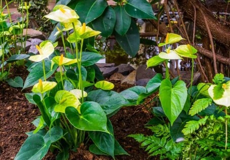 Peace Lily Root Rot Signs Causes And Treatment