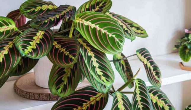 Reasons Your Prayer Plant Is Curling