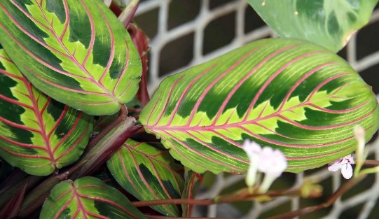5 Reasons Your Prayer Plant Leaves Are Curling