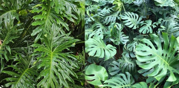 Split Leaf Philodendron vs. Monstera: What's The Difference?