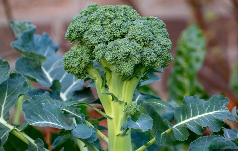 6 Broccoli Plant Stages