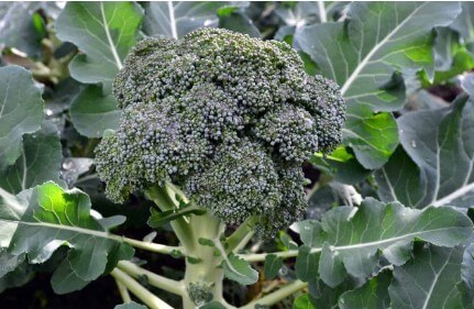 6 Broccoli Plant Stages, Characterstics & Growing Tips