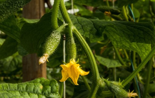 Cucumber Plant Stages, Types, Characterstics & Growing Tips