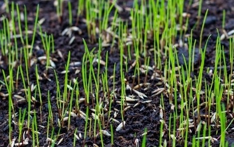 Reasons Why Your Grass seed Isn't Growing & How To Fix Them