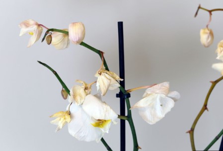 Reason's Why Orchid Flowers Fall Off & Recovery Tips