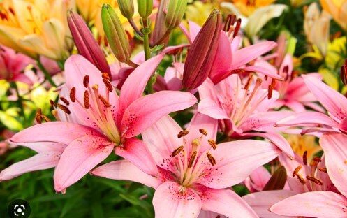 Different Types Of Pink Lilies, Common Issues, Caring & Grow Tips