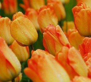 Daydream Tulip