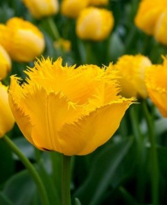 Yellow Rosy Edged Tulip