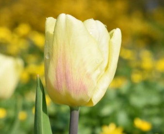 Yellow Flag Tulip