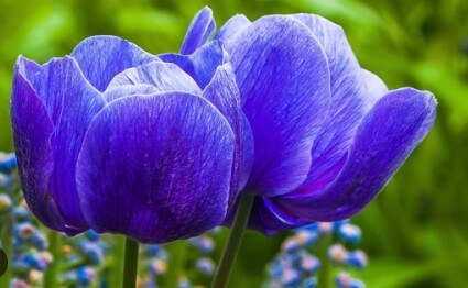 Blue Tulips Types, Symptoms, & Importance, & Revive Tips