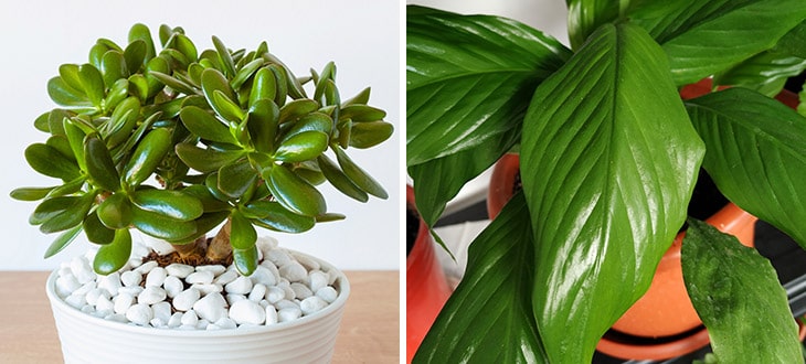 Plants With Waxy Leaves Types 