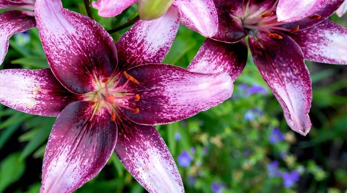 Purple Lily Different Types, History Growing & Recovery Tips