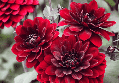 Red Dahlia Flower Compressive Guide