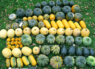 Varieties of Green Pumpkin

