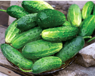 Cucumber Plant Stages, Types