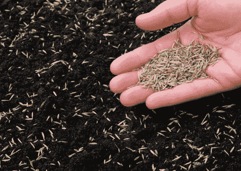 Reasons Why Your Grass seed Isn't Growing