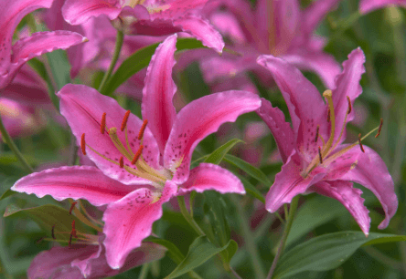 Different Types Of Pink Lilies
