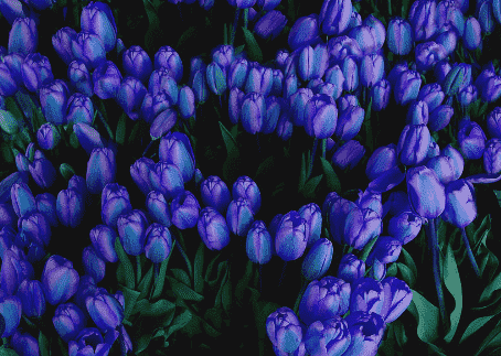 Blue Tulips Types, Symptoms
