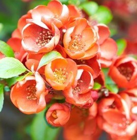 Flowering Quince Tree