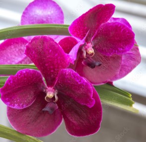 Orchid  Flower