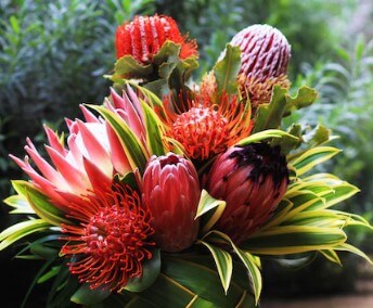Protea Tropical Flower