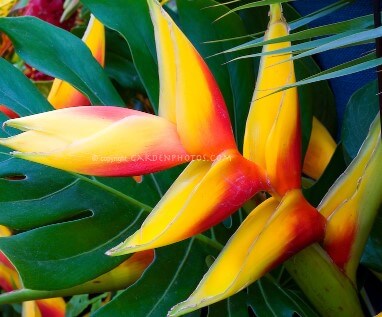 Heliconia Tropical Flower