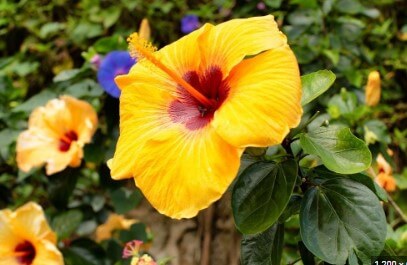 Hawaiian Tropical Flower