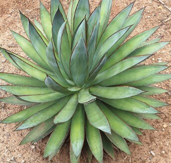 Agave Succulents
