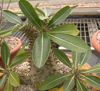 Pachypodium Succulent
