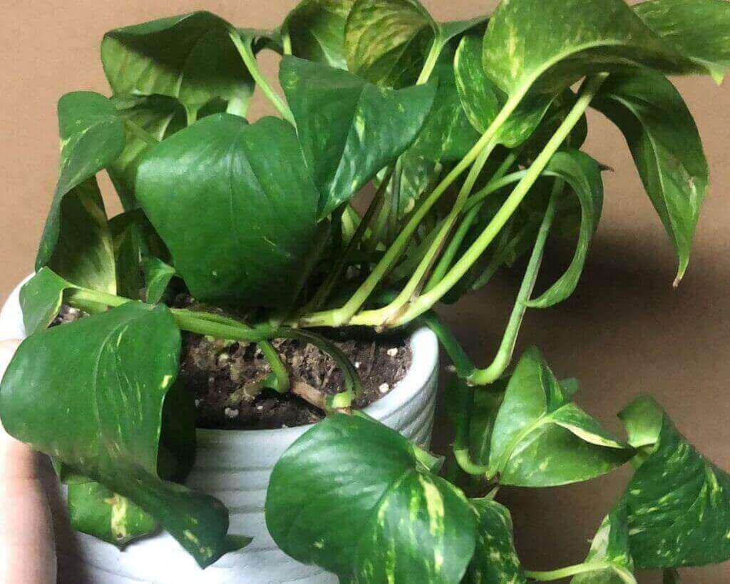 Treatment for an Overwatered Pothos