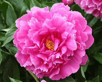Different Types Of Pink Peonies & Symbolism or Importance