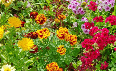 Marigold Companion Plants for a Spectacular Garden!