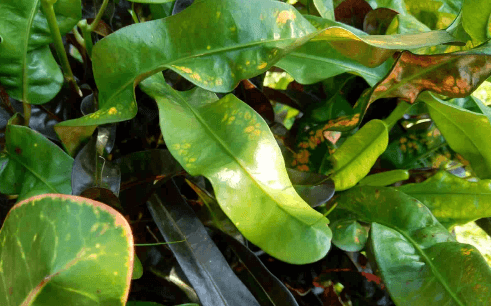 Symptoms of Waxy Leaves Plants