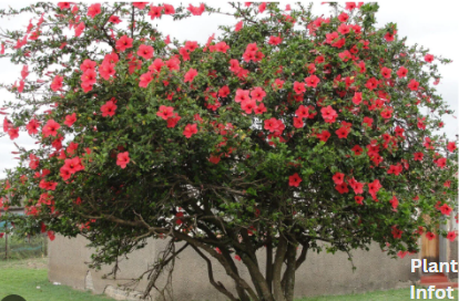 Braided Hibiscus Tree Features,Growing And Caring Tips