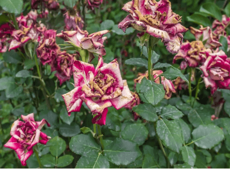 Effective Solutions for Wilted Roses